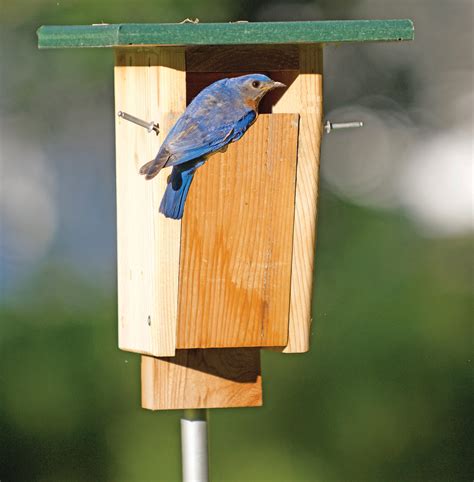 bluebird house posts